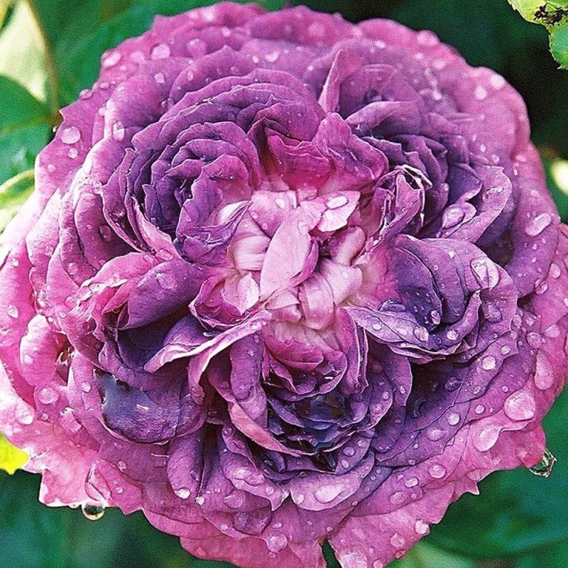 Rosier ancien Reine des Violettes à fleurs Rose/Violette - feuillage Caduc - Pot de 3L - 20/40 cm - Image 1