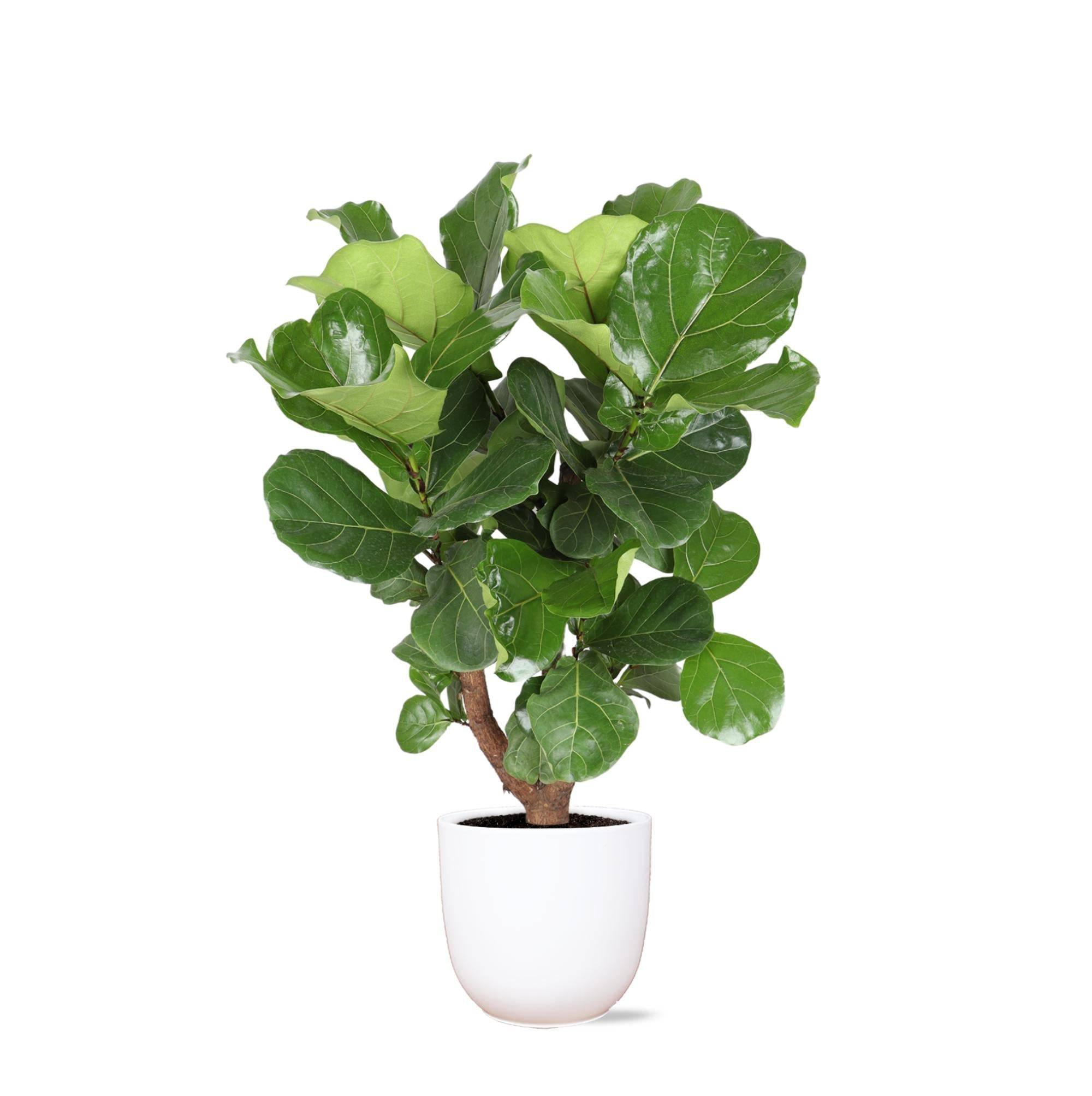 La Green Touch - Ficus Lyrata et son pot- La Green Touch Blanc - Hauteur 110cm