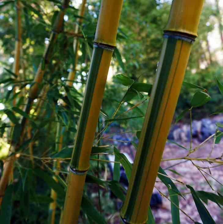 Sans Marque - Phyllostachys aureosulcata spectabilis Taille:Pot de 5 litres - 120/150 cm - Image 2