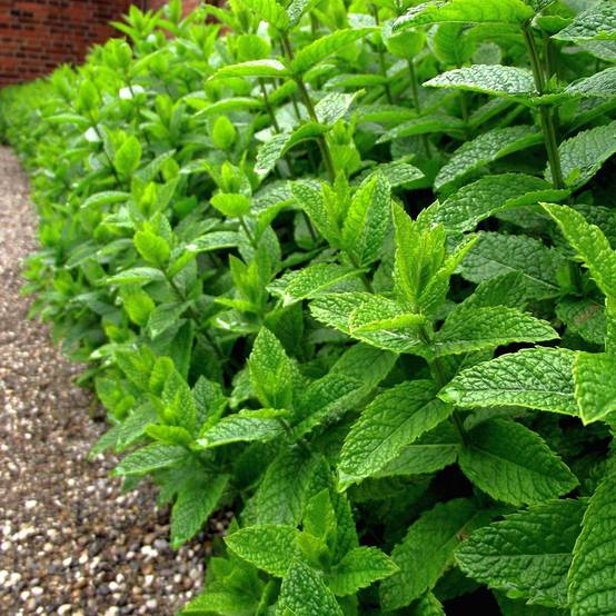 Menthe poivrée - Mentha piperata en plant BIO Godet de 7/8 cm