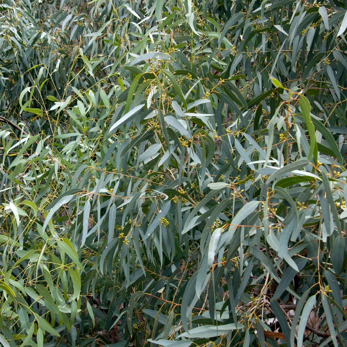 Eucalyptus paliformis - Eucalyptus de Wadbilliga Pot de 4L/5L, Pot anti-chignon