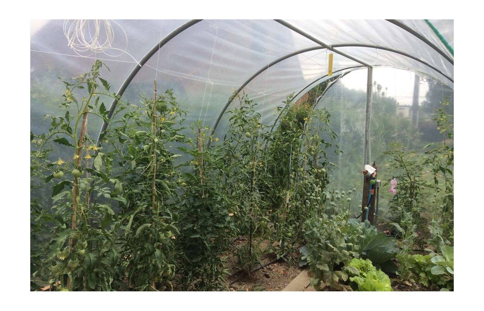 Serre tunnel de jardin - 18m² - 3 x 6 m - pieds arrondis - polyéthylène haute densité - 2 portes pivotantes - LES SERRES TONNEAU - Image 8