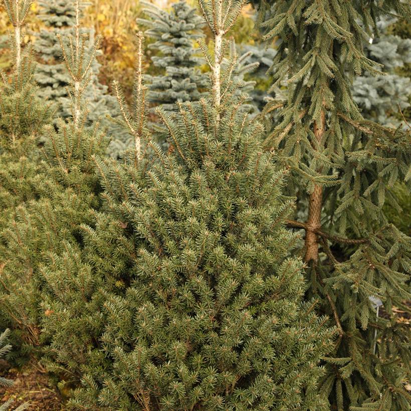 Promesse de Fleurs - Sapin de Nordmann - Abies nordmanniana Kulista Pot de 3L/4L