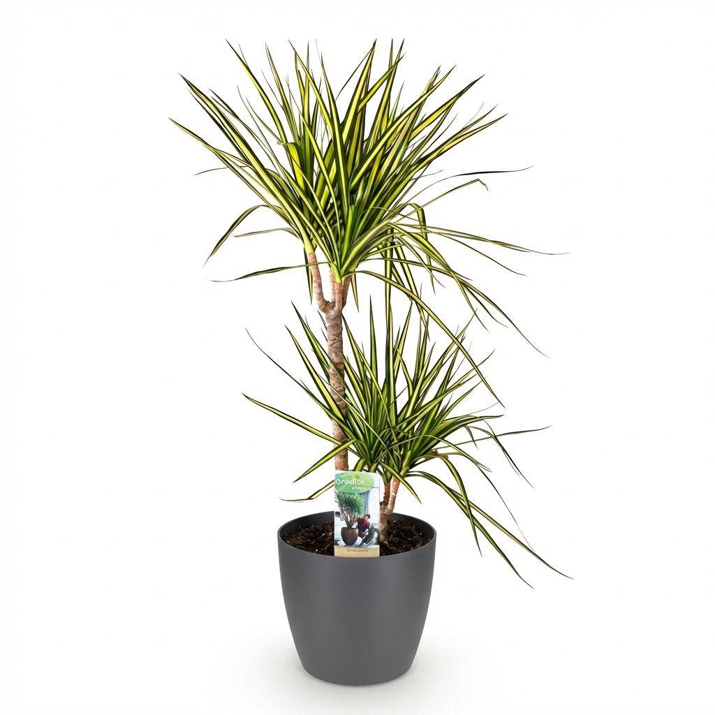 Dracaena Sunray - Pot de 21cm - Gris - Plantes d'intérieur - Image 2