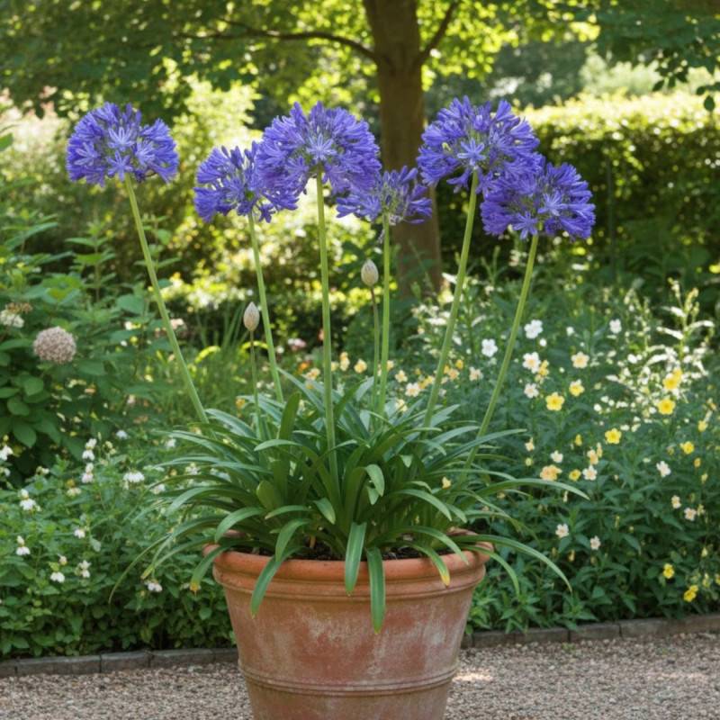 Agapanthe Cobalt Blue à fleurs Bleue/ - feuillage Caduc - Godet - 5/20 cm - Imagen 1