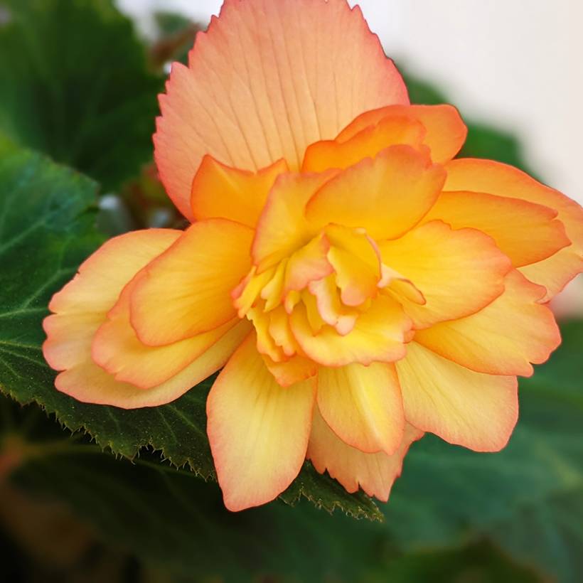 Graines de Bégonia retombant Apricot Shades Improved F1 - Begonia x tuberhybrida pendula le sachet de 25 graines environ
