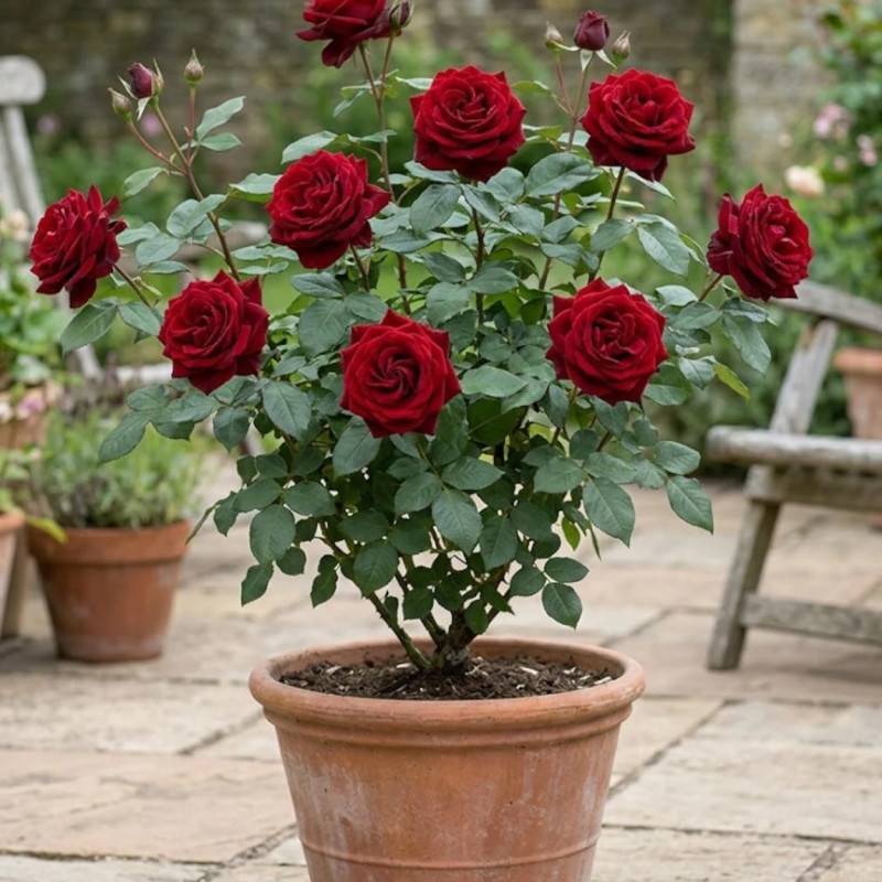 Rosier à grandes fleurs Bertrand Amoussou® 'Reuhug' à fleurs Rouge - feuillage Caduc - Pot de 7,5L-  hauteur à maturité De 1,00 m à 1,50 m - Image 3