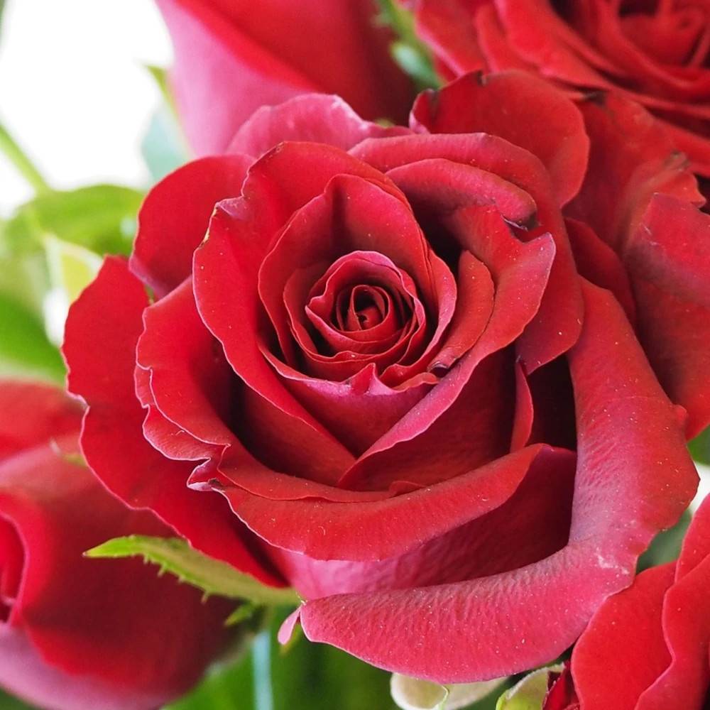 Rosier à grandes fleurs Bertrand Amoussou® 'Reuhug' à fleurs Rouge - feuillage Caduc - Pot de 7,5L-  hauteur à maturité De 1,00 m à 1,50 m - Image 1