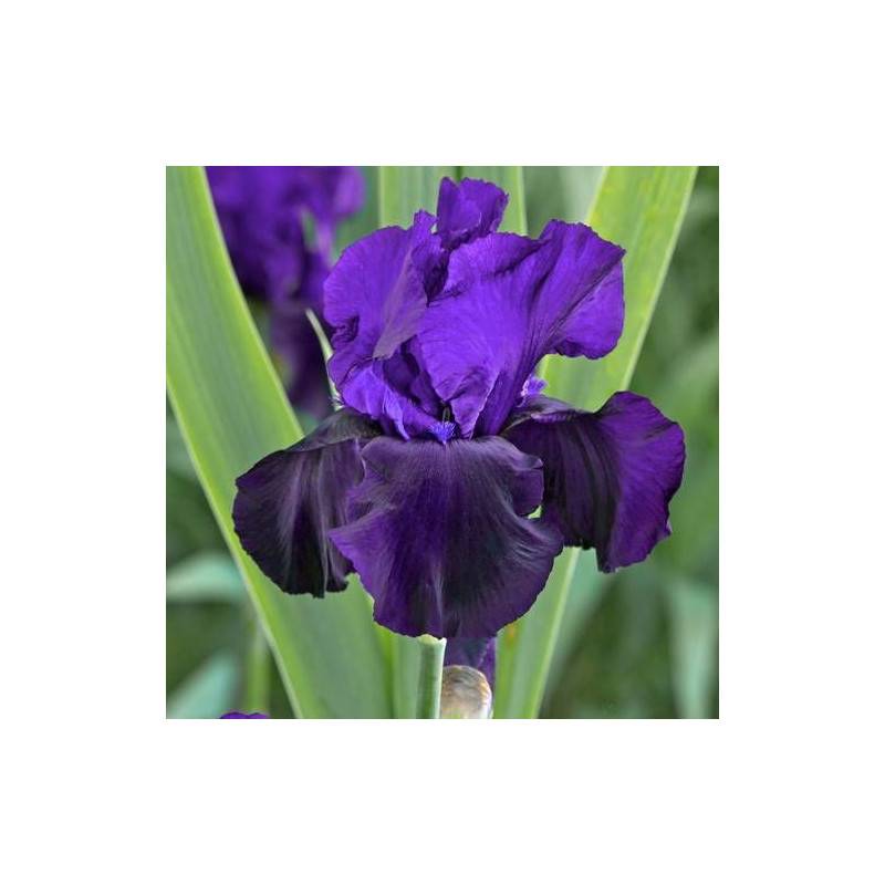 Iris des jardins Tuxedo à fleurs Bleue/Violette - feuillage Caduc - Godet - 5/20 cm - Imagen 1