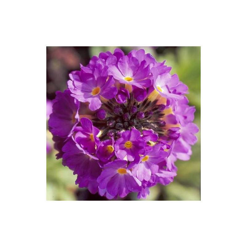 Primevère à feuilles dentelées à fleurs Rose - feuillage Caduc - Godet - 5/20 cm-  hauteur à maturité De 0,15 m à 0,50 m
