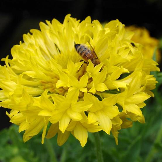 Graines de Gaillarde annuelle Yellow Plume - Gaillardia pulchella le sachet de 50 graines environ (0,1g)