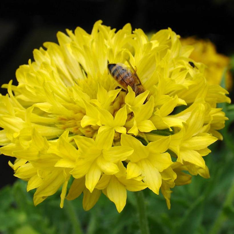 Graines de Gaillarde annuelle Yellow Plume - Gaillardia pulchella le sachet de 50 graines environ (0,1g)