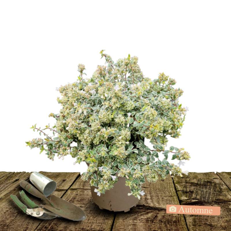 Abelia Lucky Lots® 'Wewo2', Abélia à grandes fleurs à fleurs Blanche - feuillage Persistant - Pot de 7,5L - 40/60 cm-  hauteur à maturité De 0,50 m à - Imagen 7