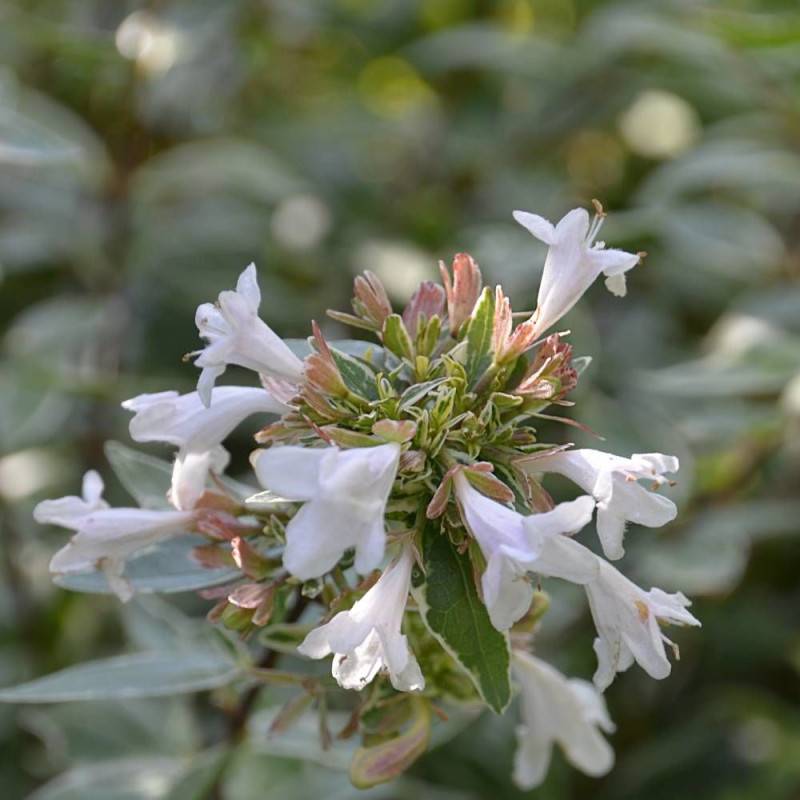 Abelia Lucky Lots® 'Wewo2', Abélia à grandes fleurs à fleurs Blanche - feuillage Persistant - Pot de 7,5L - 40/60 cm-  hauteur à maturité De 0,50 m à - Imagen 1