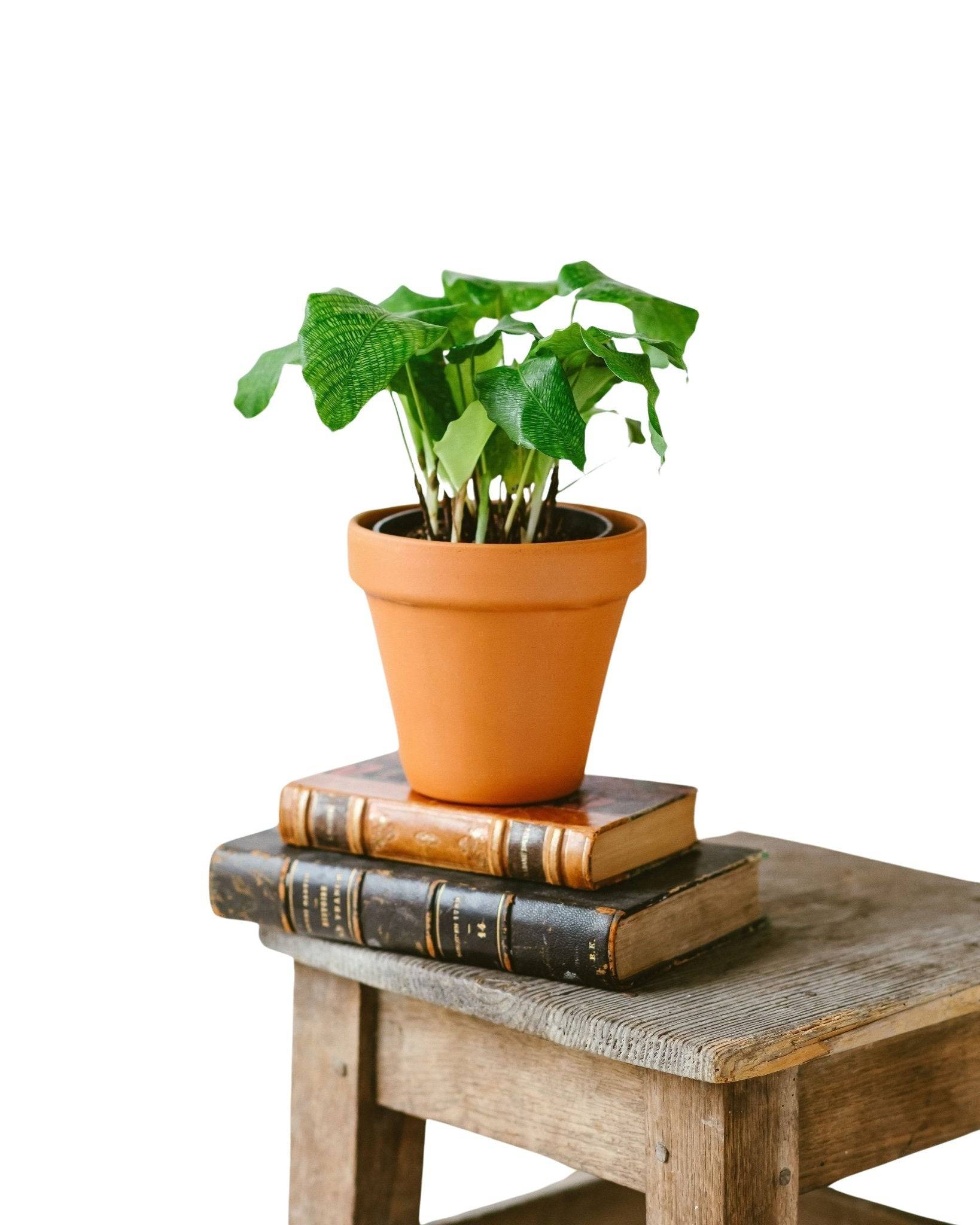 La Green Touch - Calathea musaica M 18cm - Plante d'intérieur- La Green Touch - Imagen 2