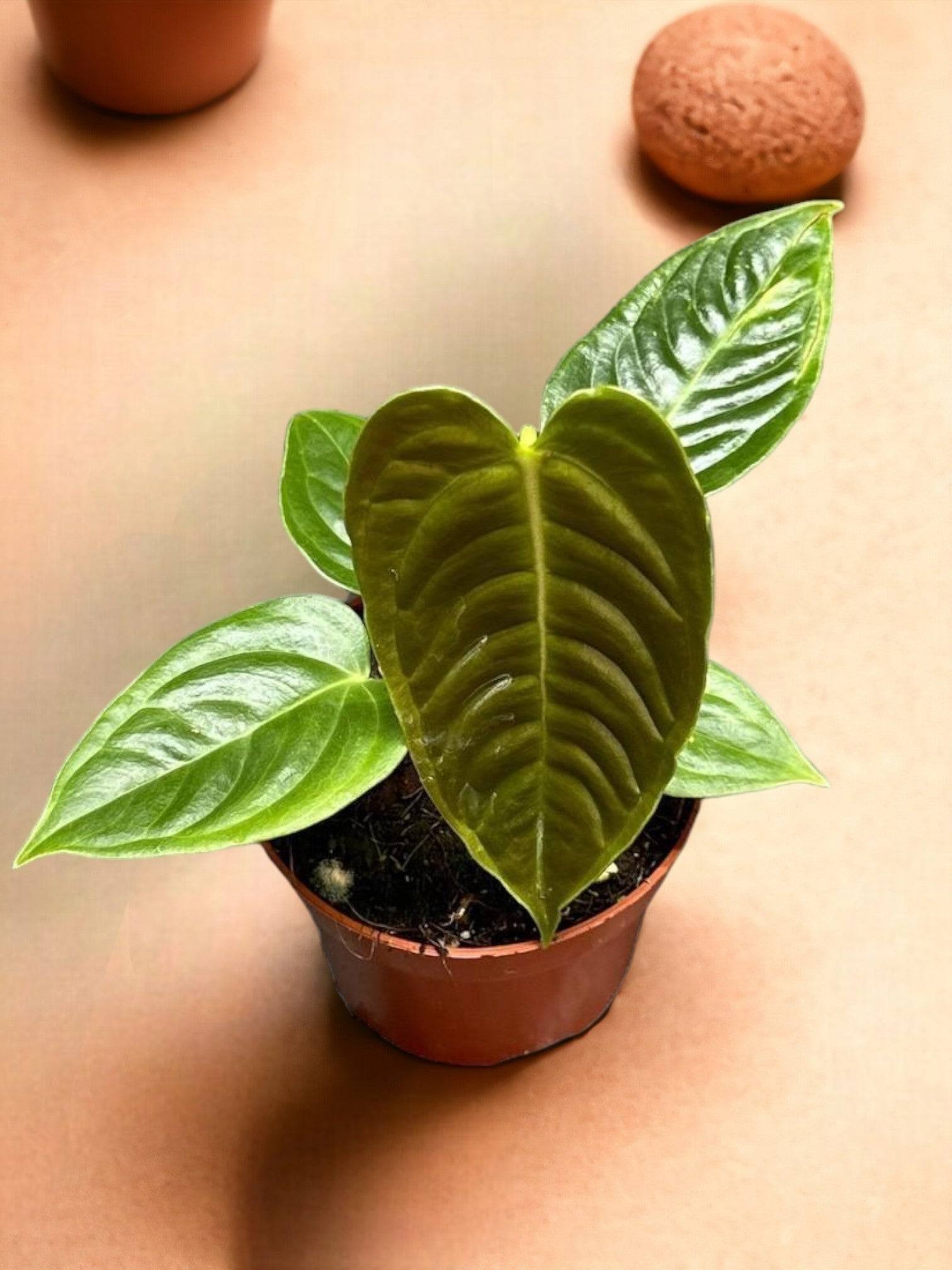 La Green Touch - Calathea musaica M 18cm - Plante d'intérieur- La Green Touch - Imagen 1