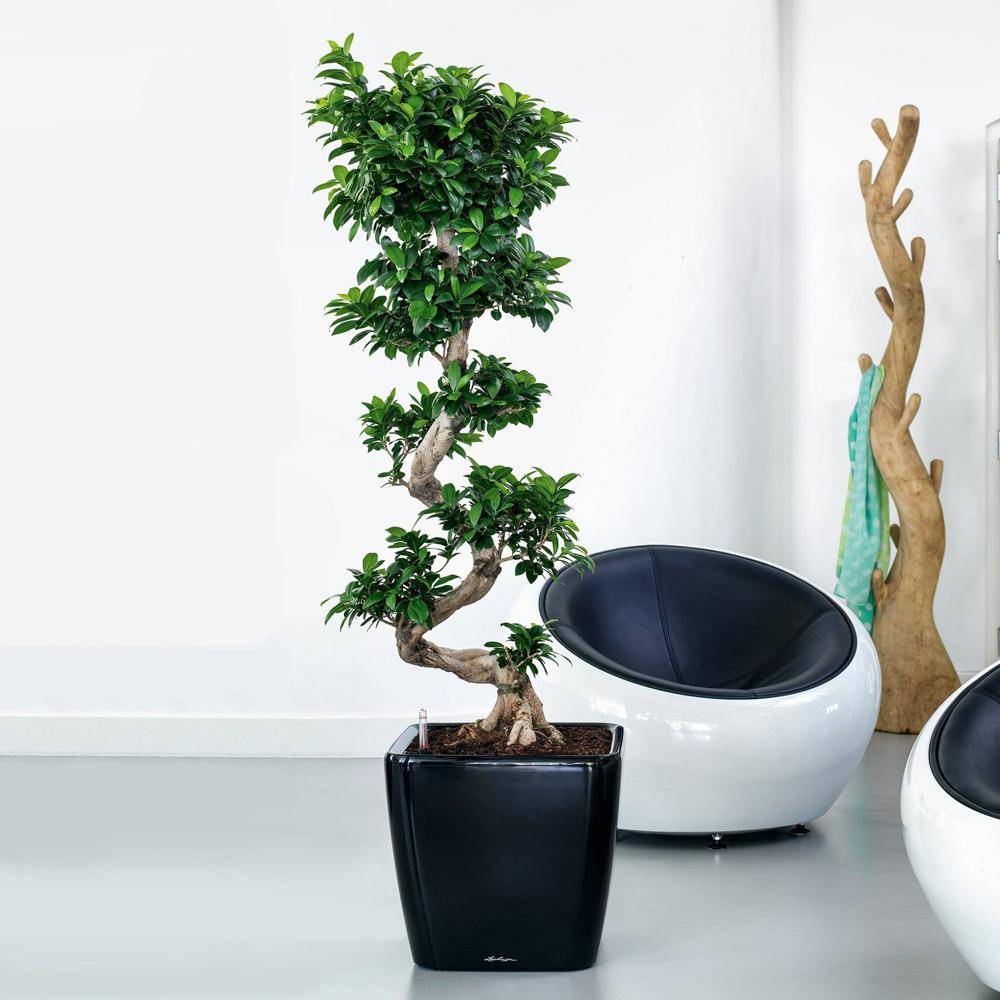 Lechuza - Pot Quadro Premium LS 43 - kit complet, noir brillant 43 cm Lechuza - Imagen 3