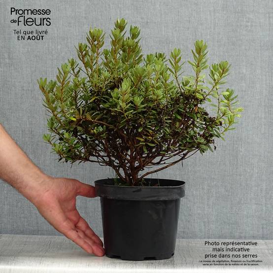 Rhododendron Gristede Pot de 2L/3L - Image 2