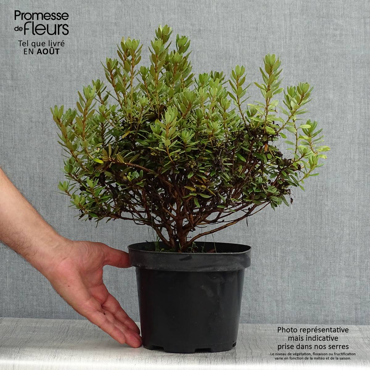 Rhododendron Gristede Pot de 2L/3L - Image 2