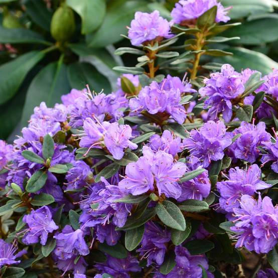 Rhododendron Gristede Pot de 2L/3L - Image 1