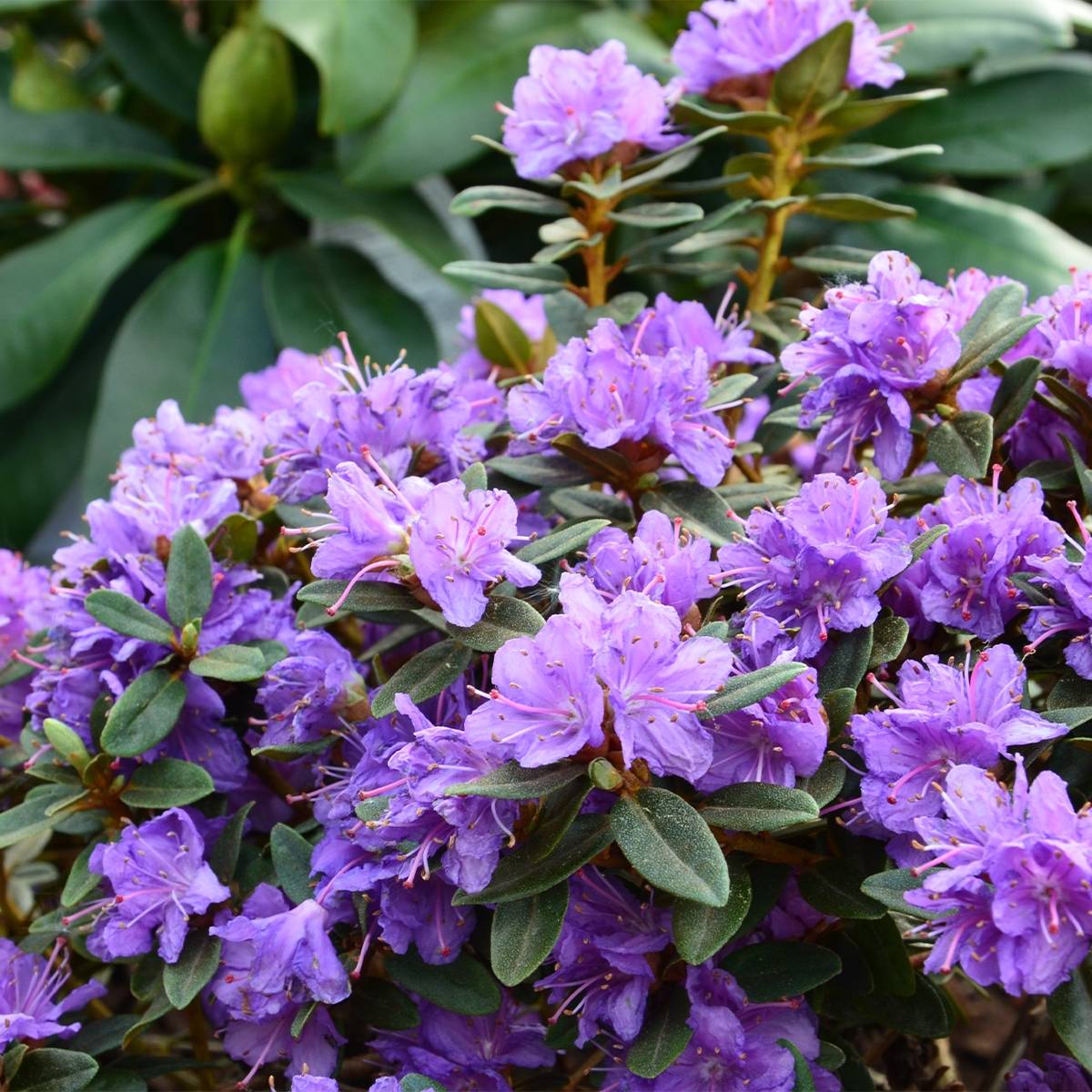 Rhododendron Gristede Pot de 2L/3L - Image 1