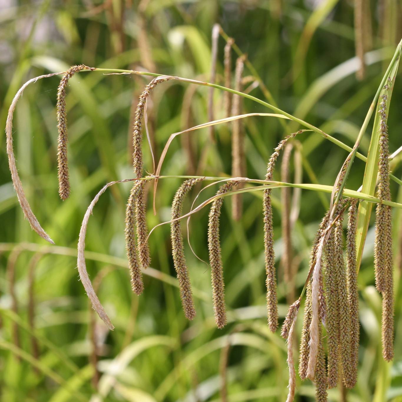 Carex pendula - Laîche pendante Pot de 2L/3L