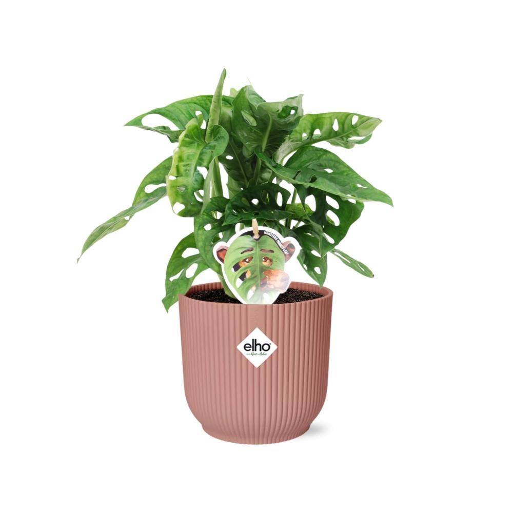 Monstera 'Monkey Leaf' 14cm Rose - H30cm - Image 2