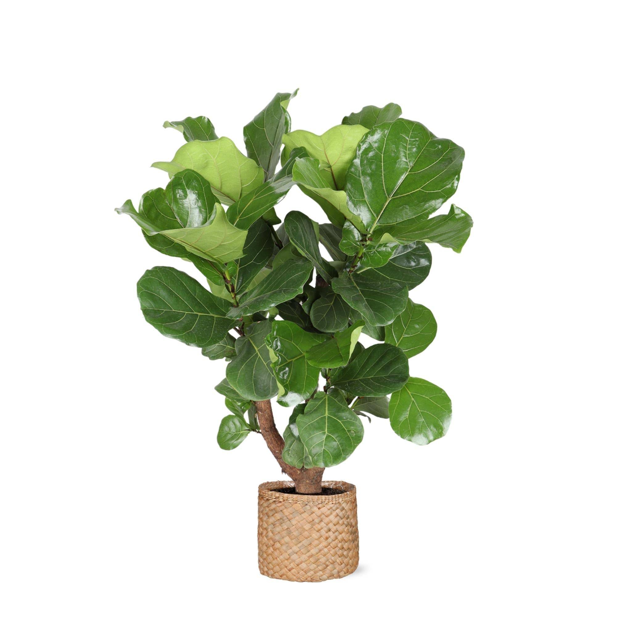 Ficus Lyrata et son pot- La Green Touch Panier Naturel - Hauteur 130cm