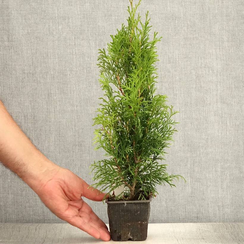 Promesse de Fleurs - Thuya du Canada - Thuja occidentalis Smaragd Godet de 8/9 cm - Image 2