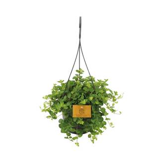 Peperomia Rotundifolia - D15 H25cm