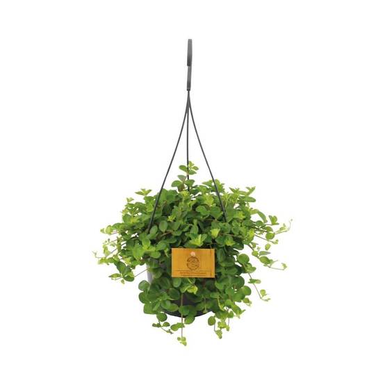 Peperomia Rotundifolia - D15 H25cm - Image 1