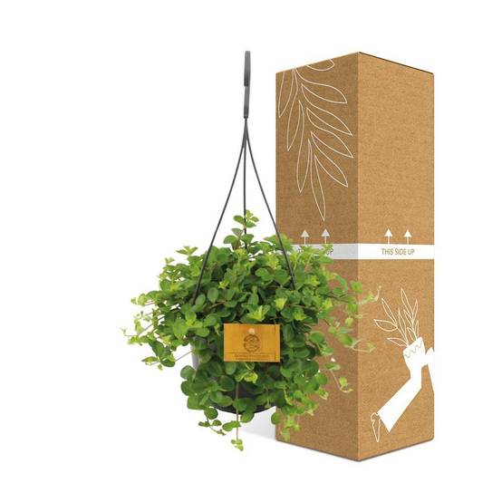 Peperomia Rotundifolia - D15 H25cm - Image 3