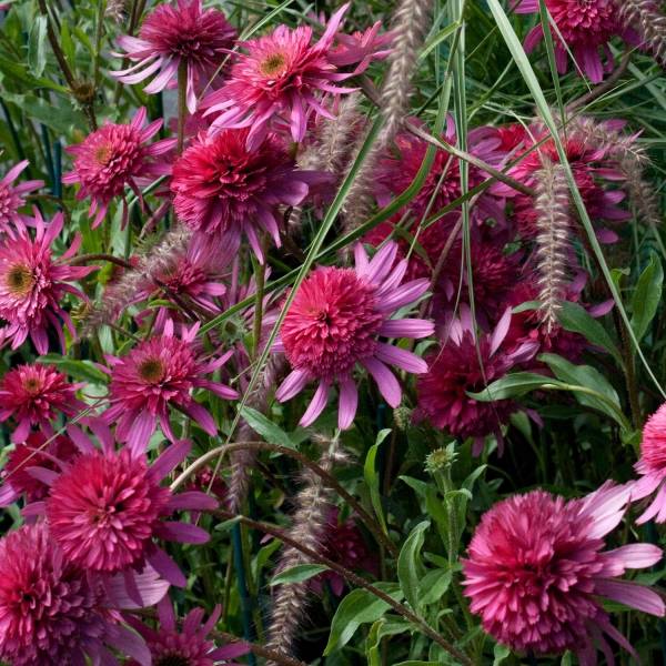 Promesse de Fleurs - Echinacea Southern Belle - Echinacée Godet de 8/9 cm - Image 1