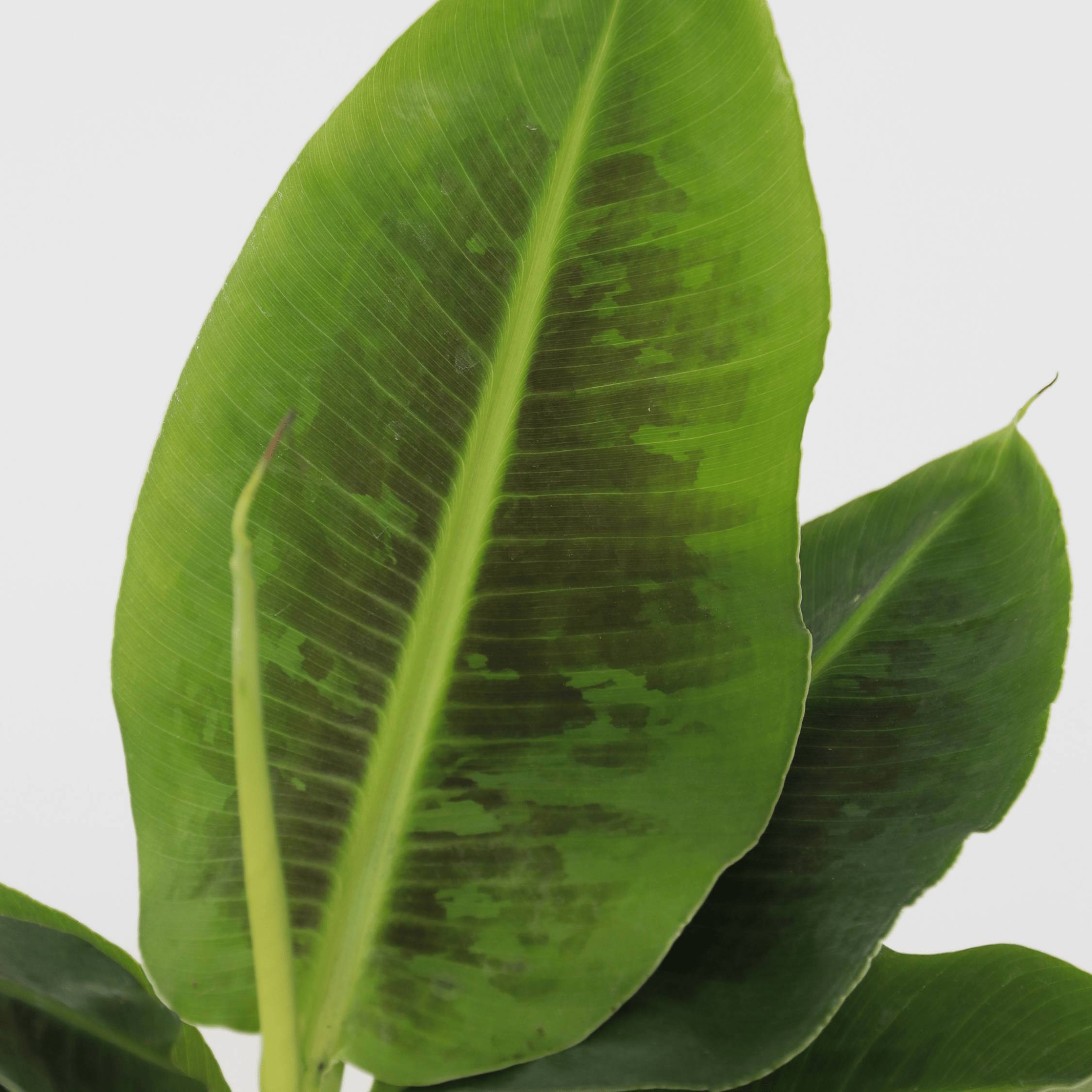 Plant In A Box - Bananaier nain - Set de 2 - Musa 'Oriental Dwarf' - Hauteur 25-40cm - ⌀12cm - Image 5
