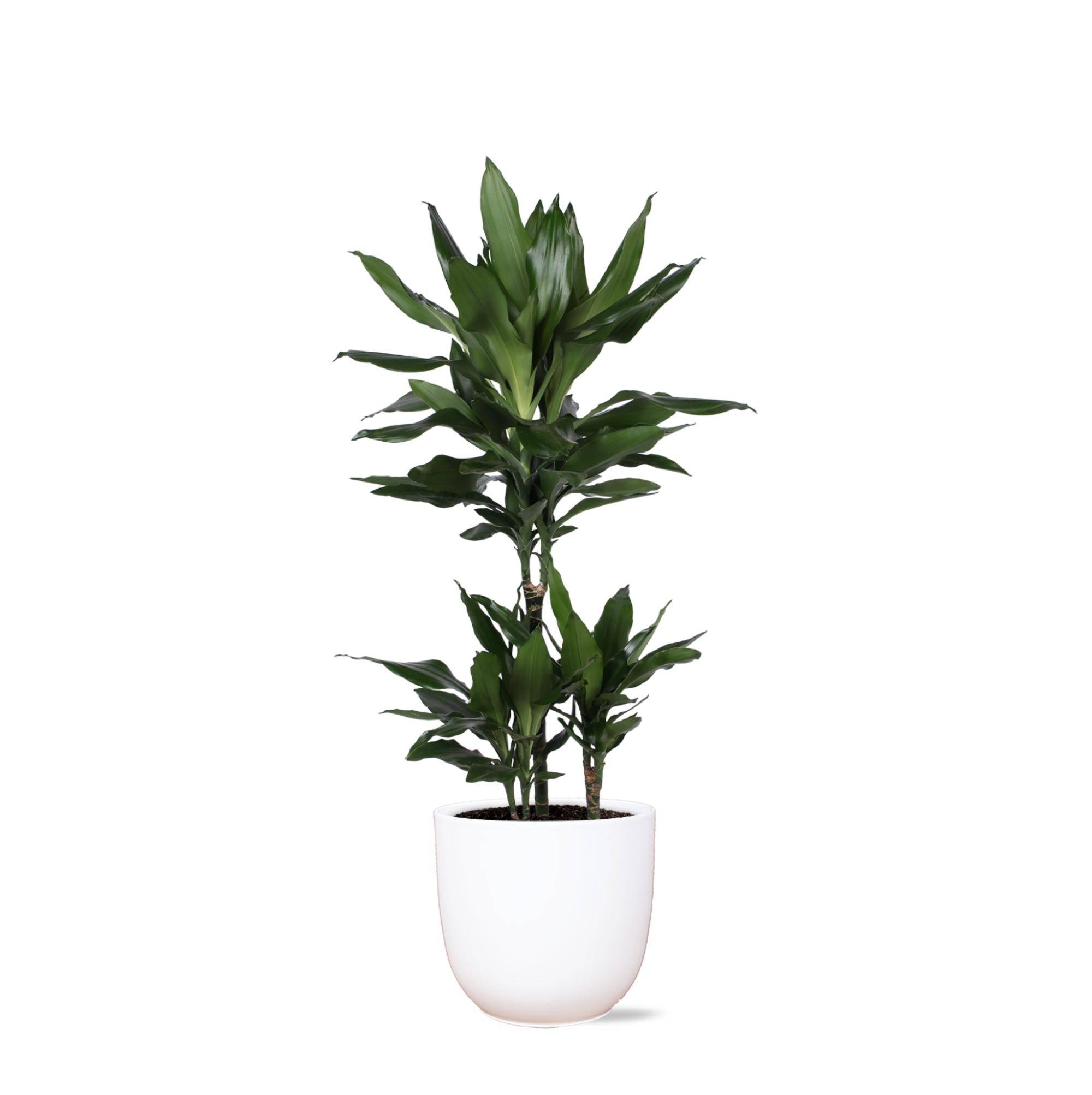 La Green Touch - Dracaena Janet Lind et son pot- La Green Touch Blanc - Hauteur 90cm