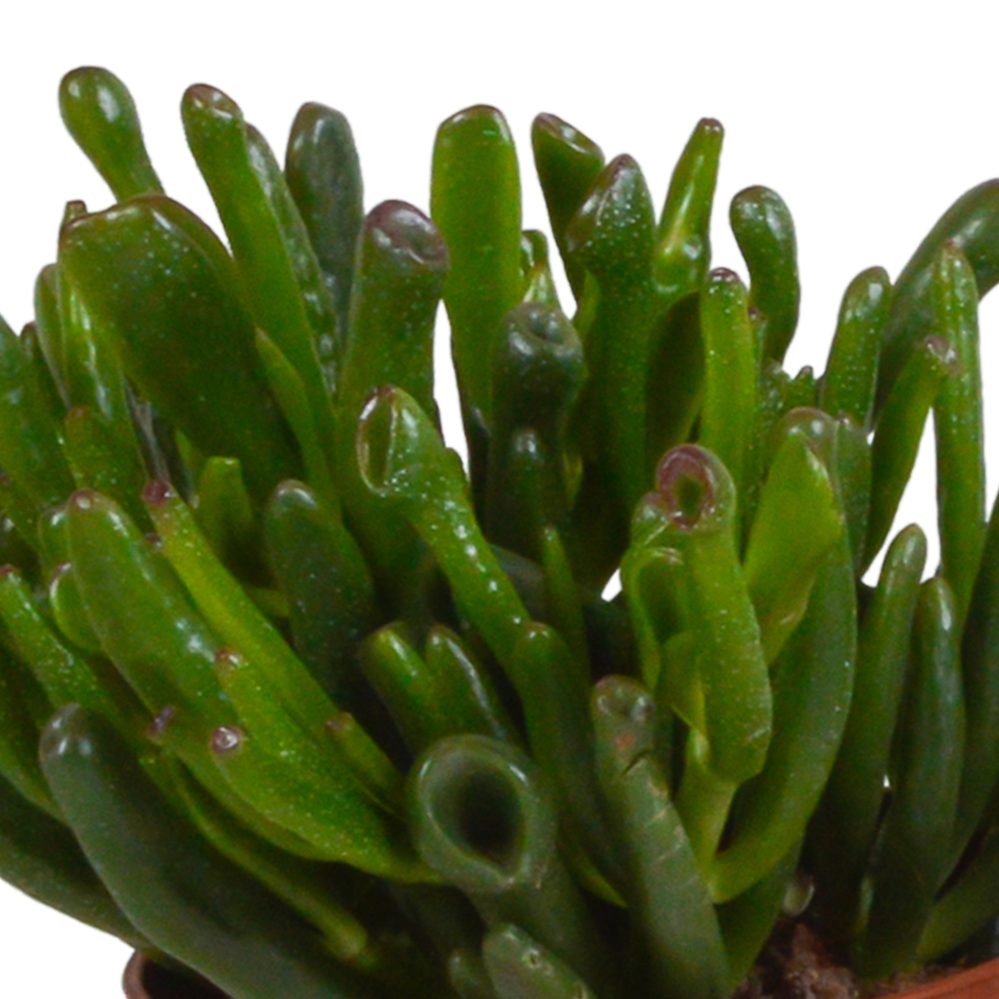 3x Mélange de crassulas - en pot blanc - Ø10,5cm - ↕21cm - Plantes d’intérieur - Image 4