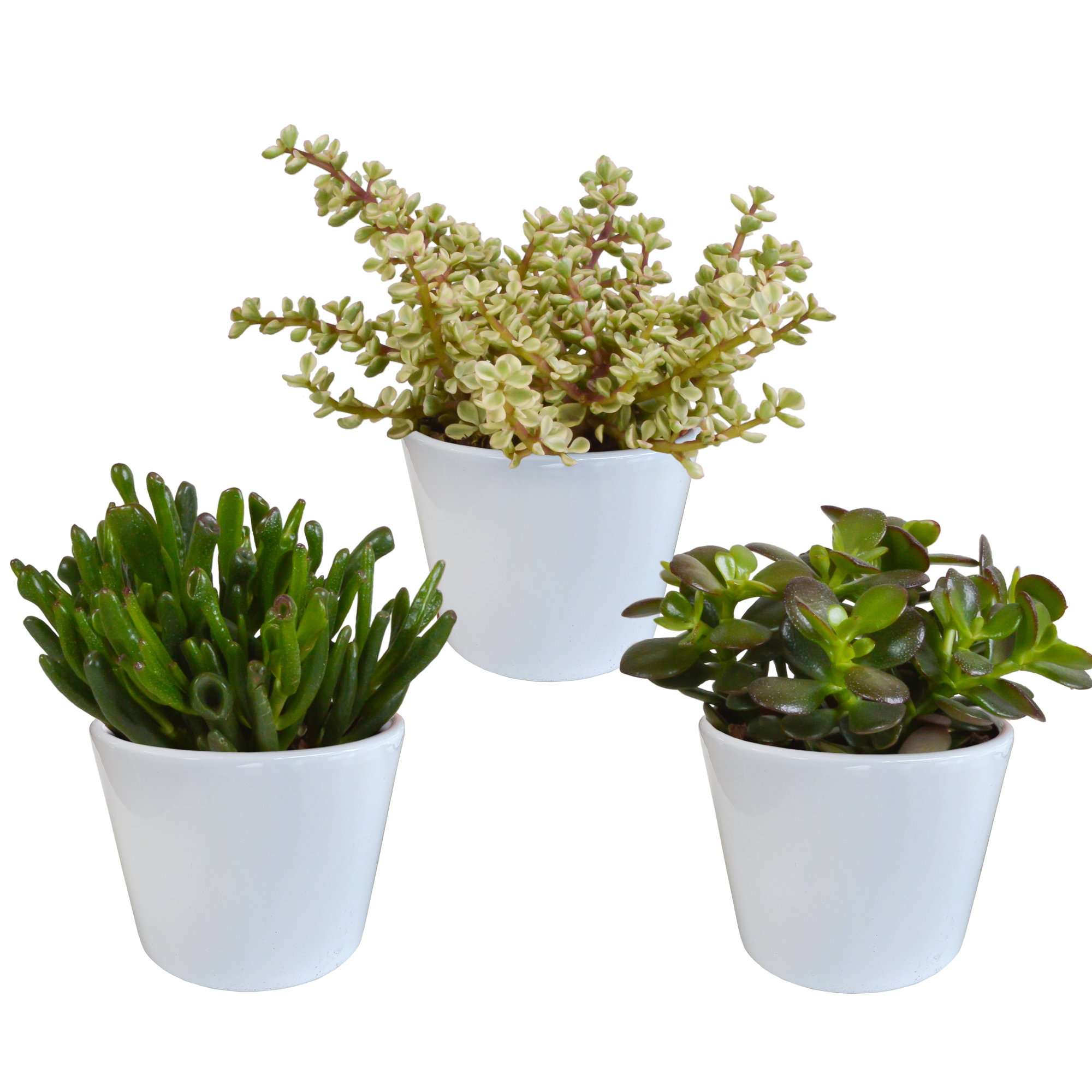 3x Mélange de crassulas - en pot blanc - Ø10,5cm - ↕21cm - Plantes d’intérieur - Image 1