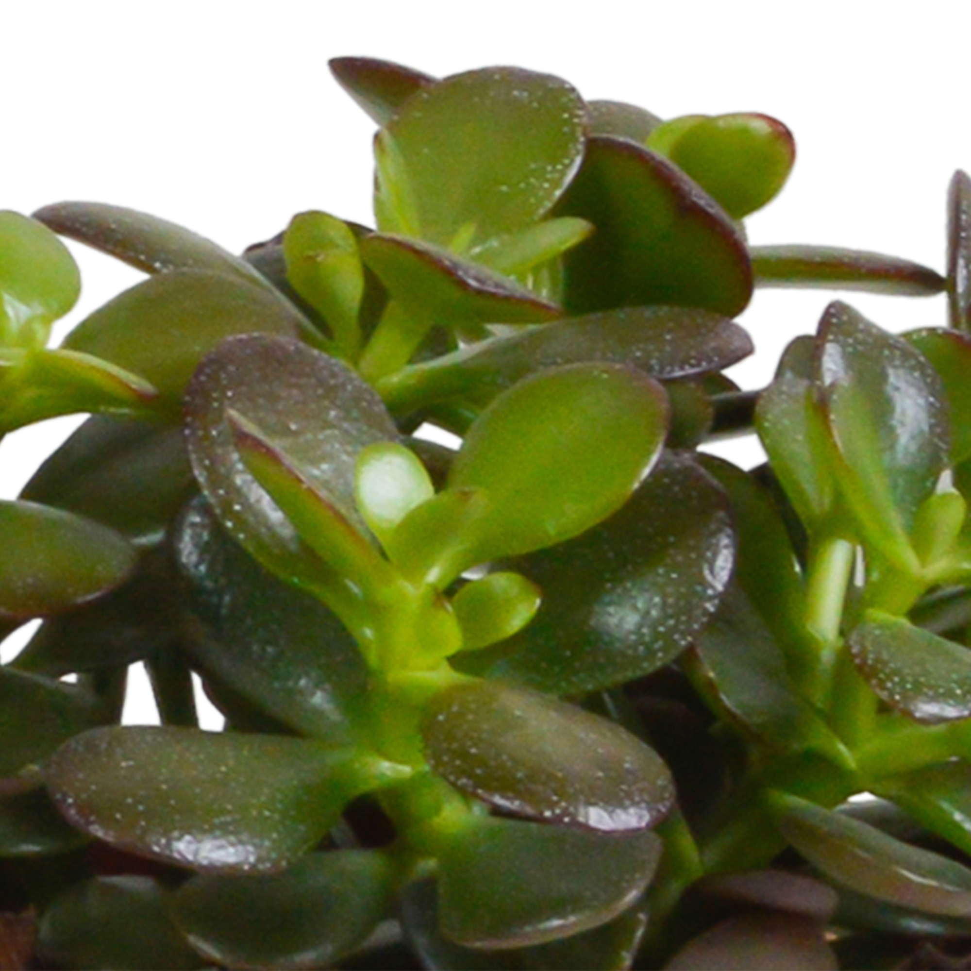 3x Mélange de crassulas - en pot blanc - Ø10,5cm - ↕21cm - Plantes d’intérieur - Image 6