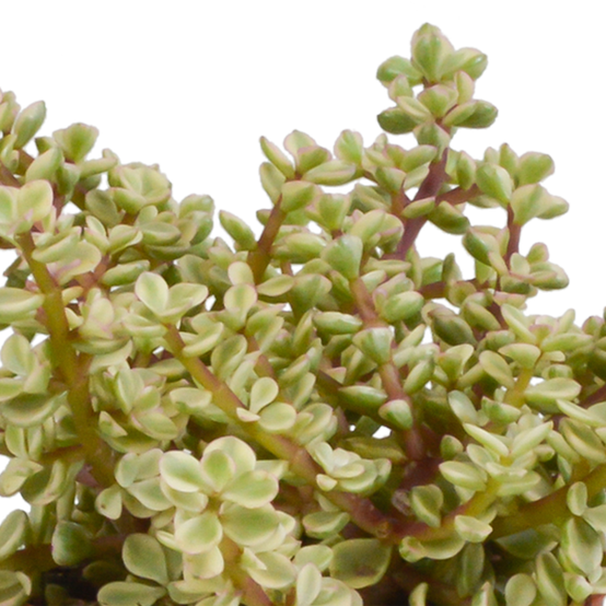 3x Mélange de crassulas - en pot blanc - Ø10,5cm - ↕21cm - Plantes d’intérieur - Image 5
