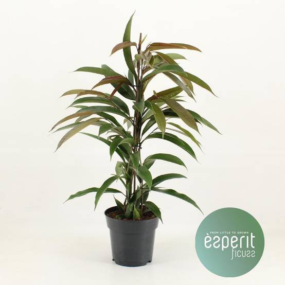 Ficus Binnendijkii Amstel King - D17 H70cm