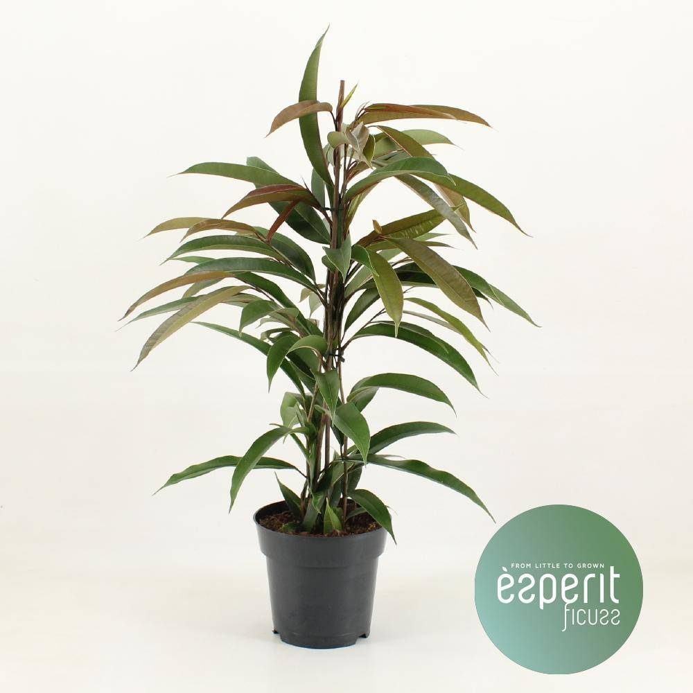Ficus Binnendijkii Amstel King - D17 H70cm