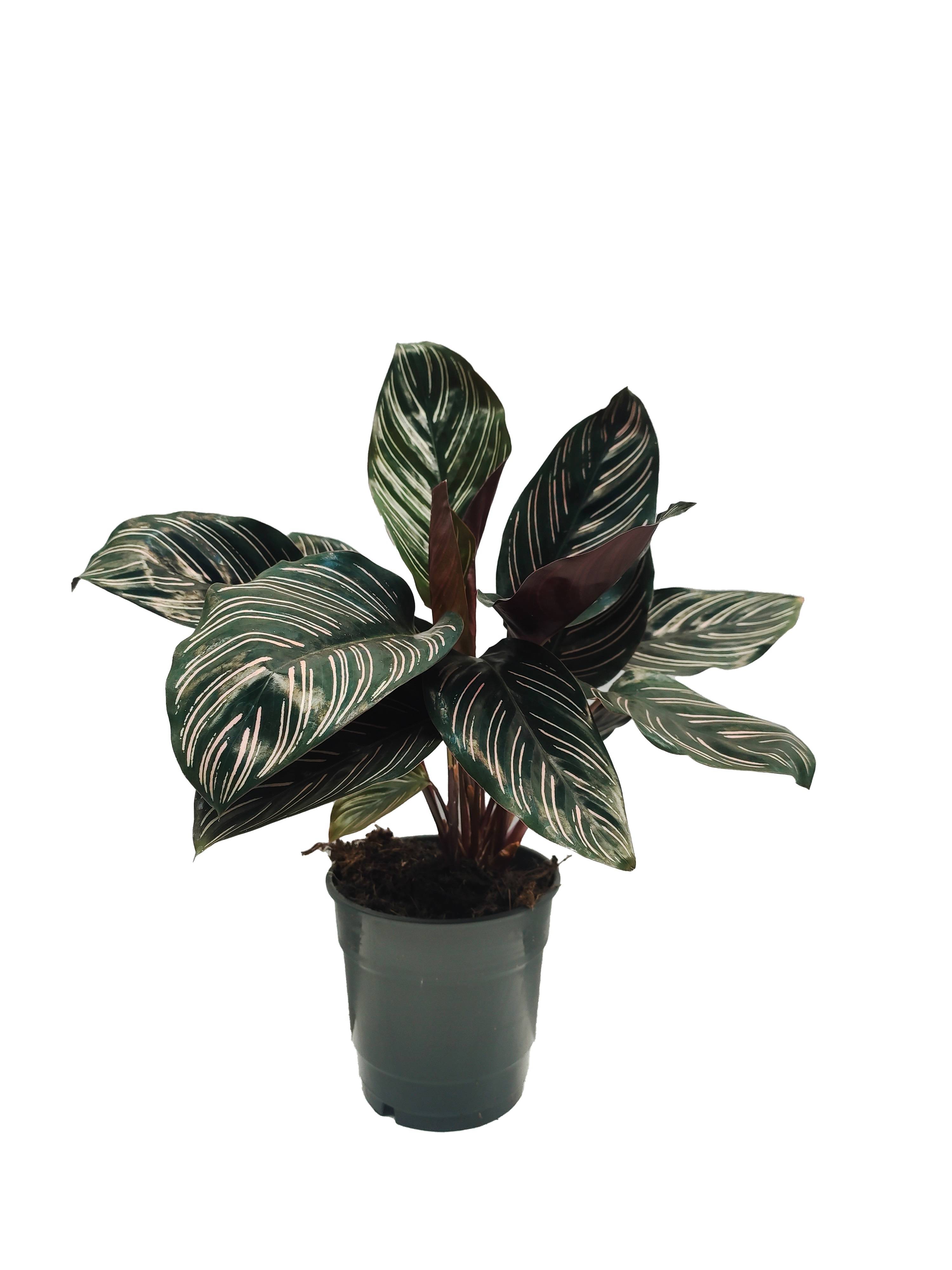 Calathea Ornata Pot 12cm