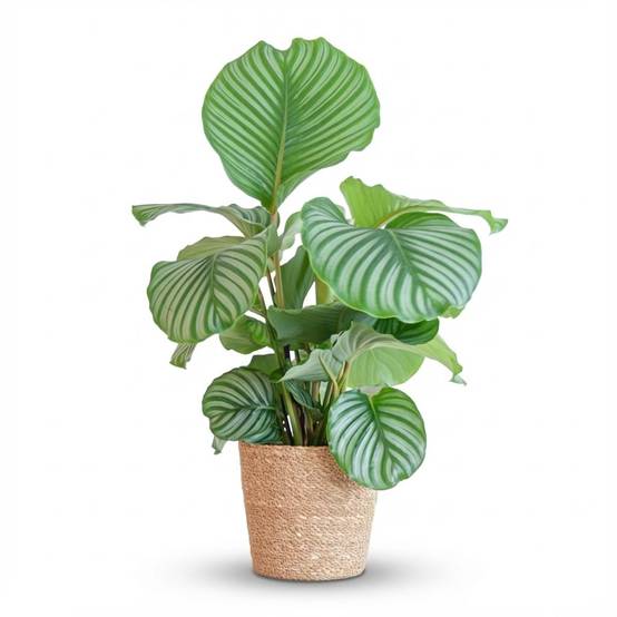 Calathea Orbifolia - Pot de 21cm - Hauteur 60 - 70cm - Panier - Plantes d'intérieur - Image 1