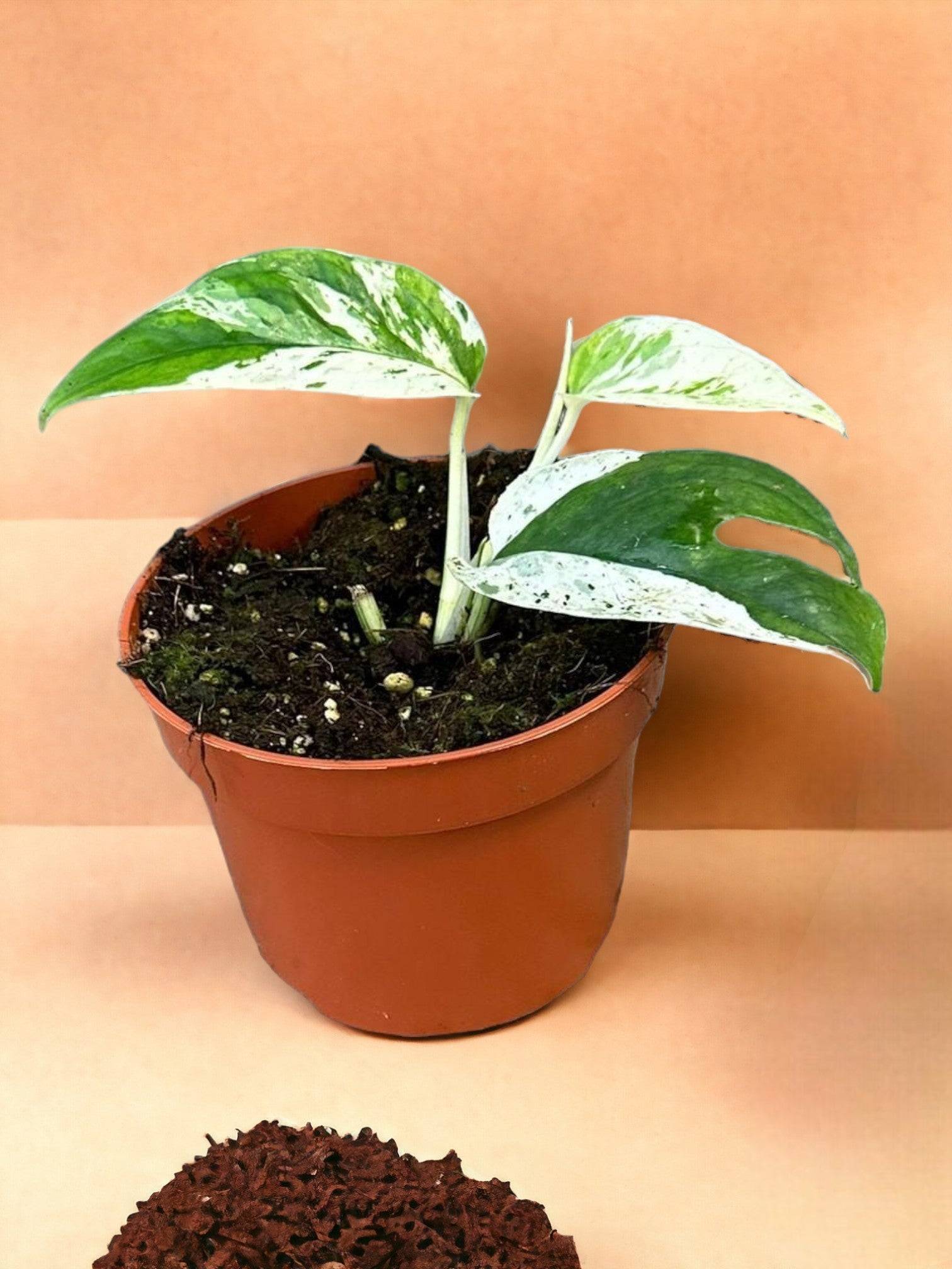 Epipremnum Pinnatum Marble Variegata- La Green Touch