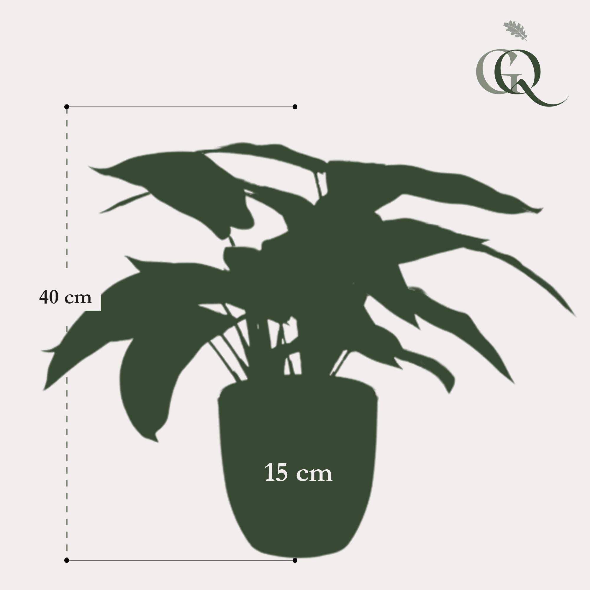La Green Touch - Calathea Zebrina plante artificielle - h38cm, Ø15cm- La Green Touch - Imagen 4