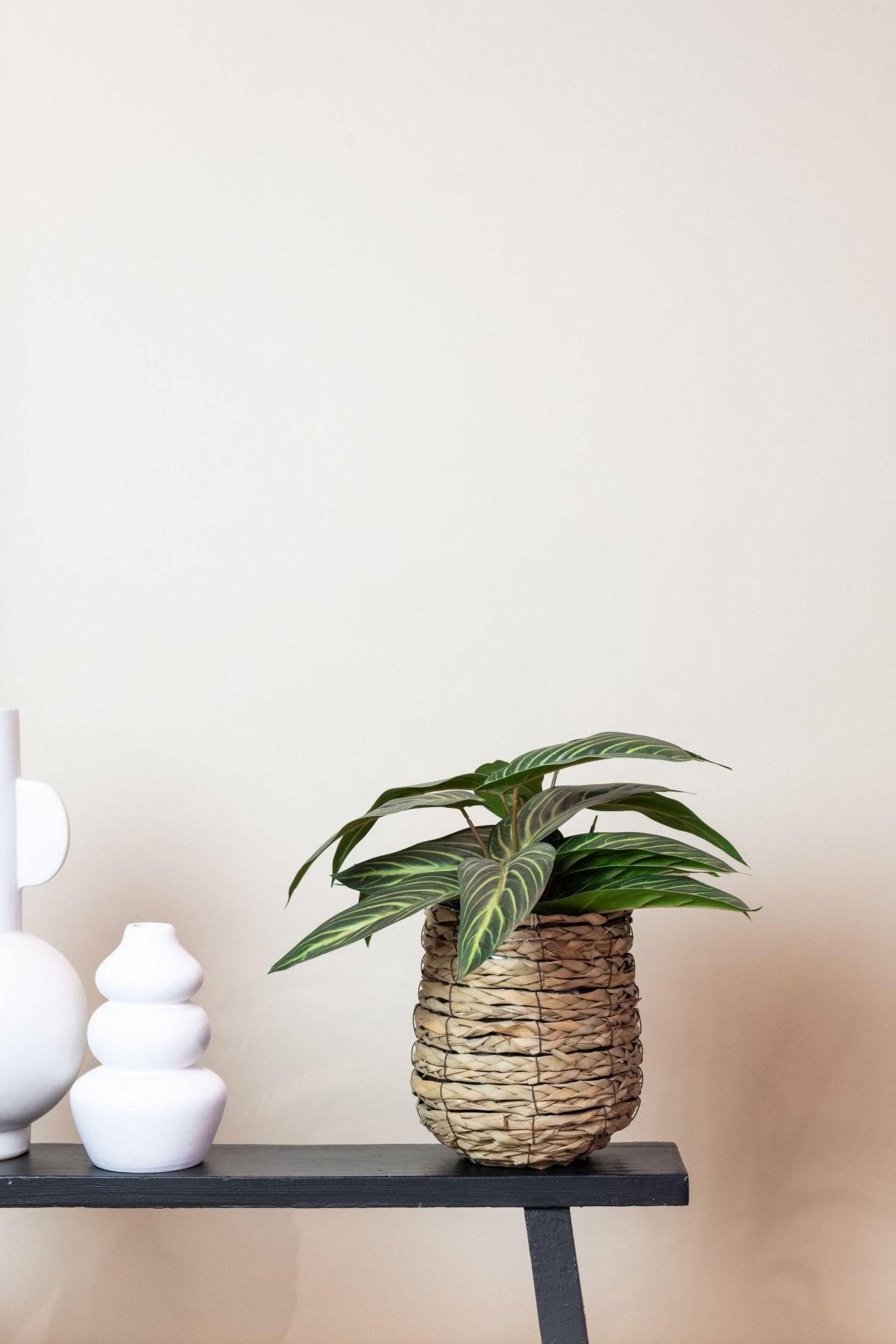 La Green Touch - Calathea Zebrina plante artificielle - h38cm, Ø15cm- La Green Touch - Imagen 5