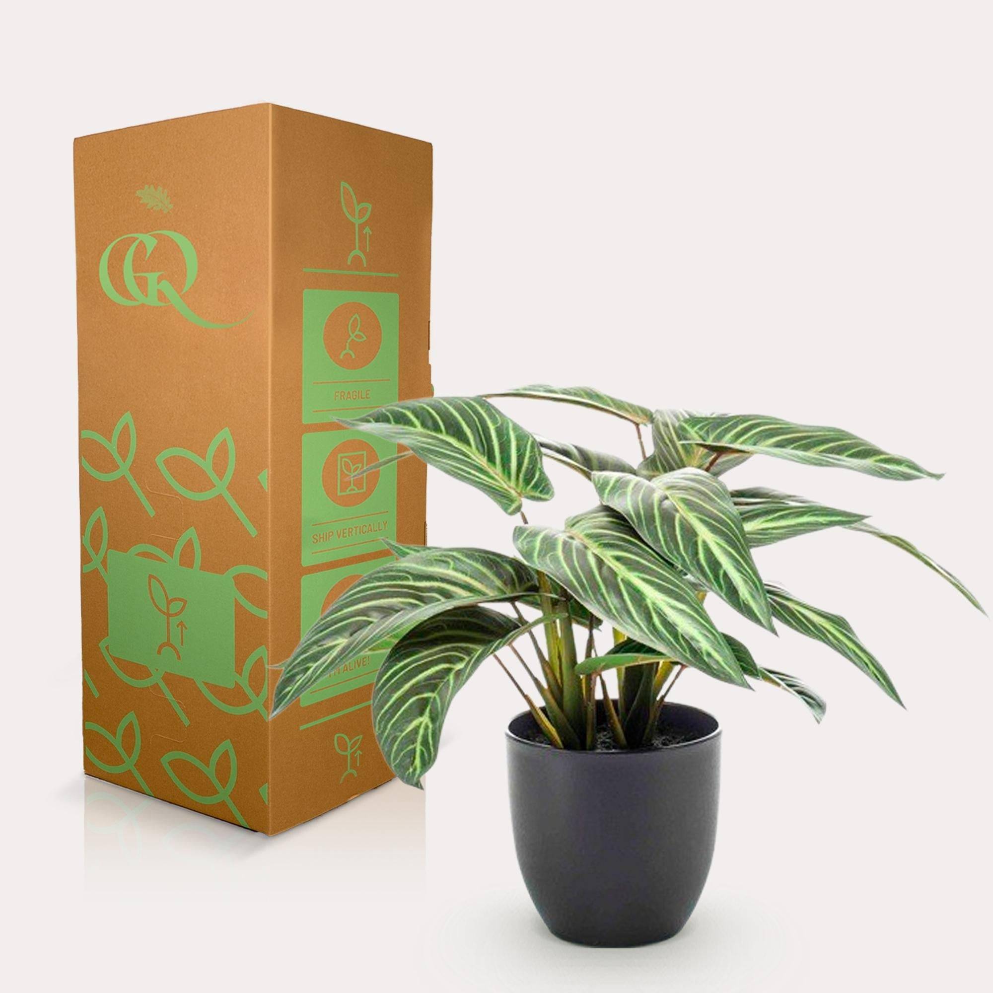 La Green Touch - Calathea Zebrina plante artificielle - h38cm, Ø15cm- La Green Touch - Imagen 3