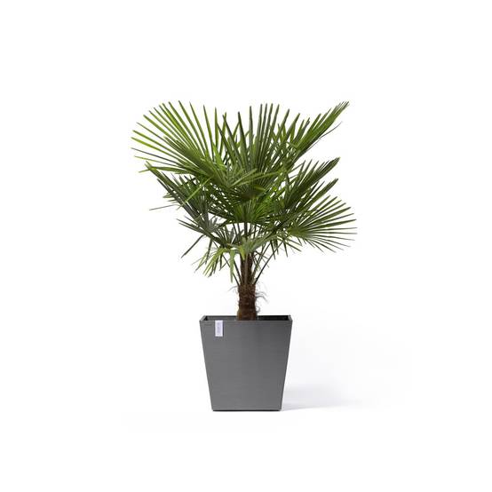 Ecopots - Grand pot sur roues Rotterdam 50 Gris - 50 x 50 x H. 49,2 cm - 76,3 L ECOPOTS - Imagen 2