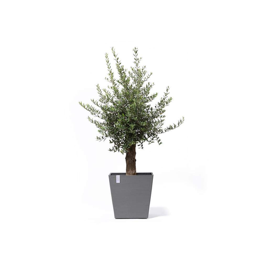 Ecopots - Grand pot sur roues Rotterdam 50 Gris - 50 x 50 x H. 49,2 cm - 76,3 L ECOPOTS - Imagen 1