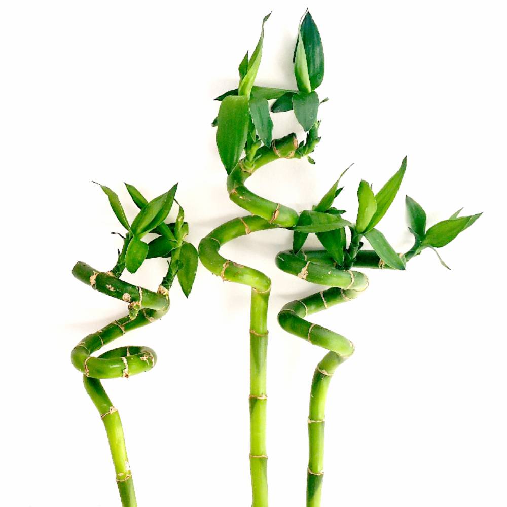 Gardenersdream - 5 Lucky Bambou 40 Cm Tiges Spiralées Pour Plante En Pot D'Intérieur Rebord De Fenêtre - GardenersDream - Imagen 2
